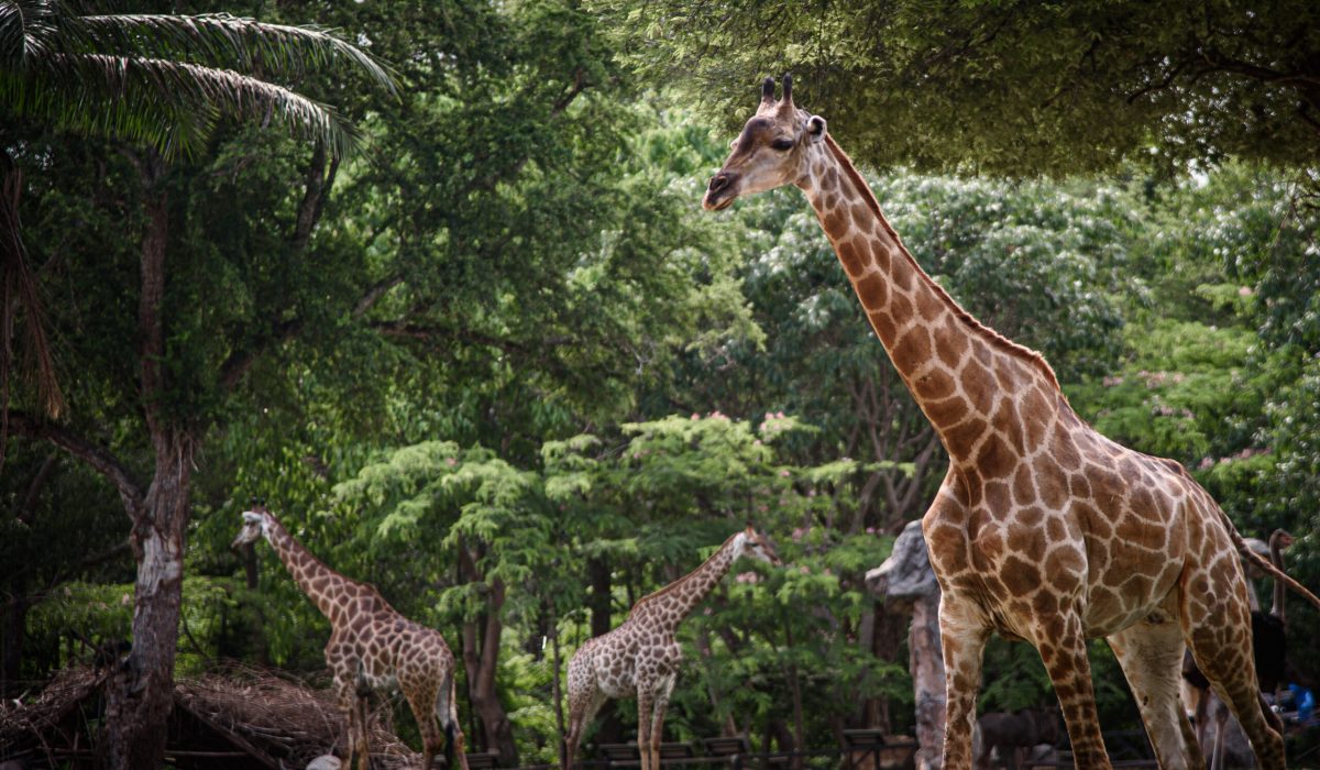 A giraffe is walking through a forest with other giraffes. The scene is peaceful and serene, with the giraffes grazing on the grass and enjoying the natural surroundings