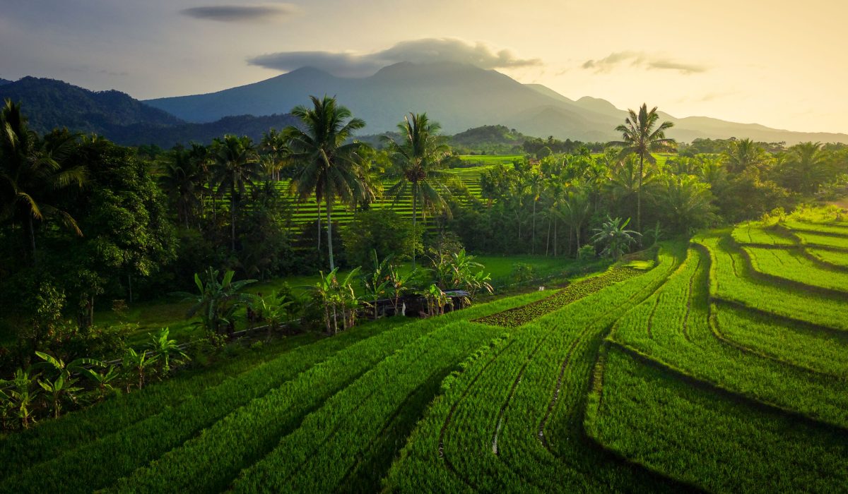 Aerial view of asia in indonesian rice fields with mountains at sunrise