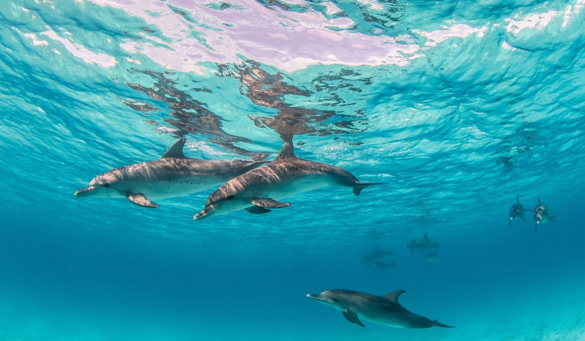 A beautiful shot of cute dolphins hanging out underwater in Bimini, Bahamas