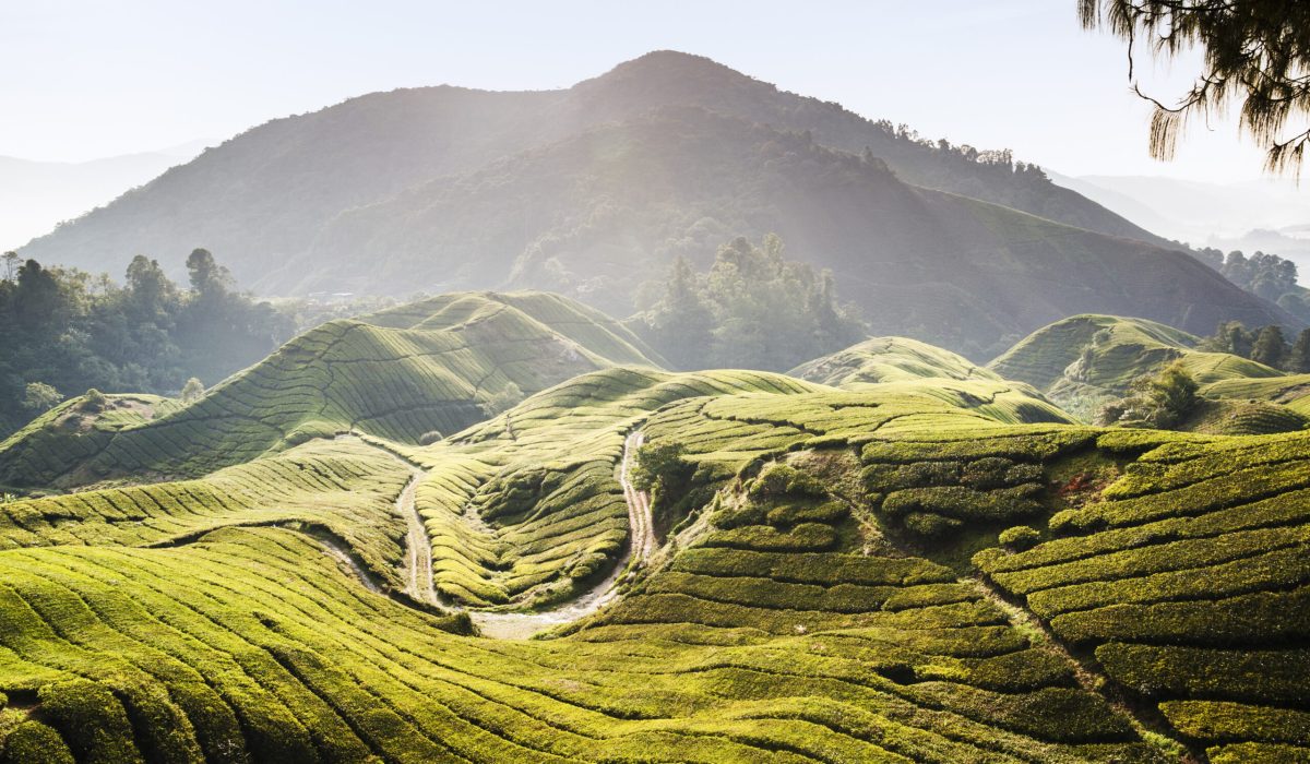 Cameron Highlands, Pahang, Malaysia