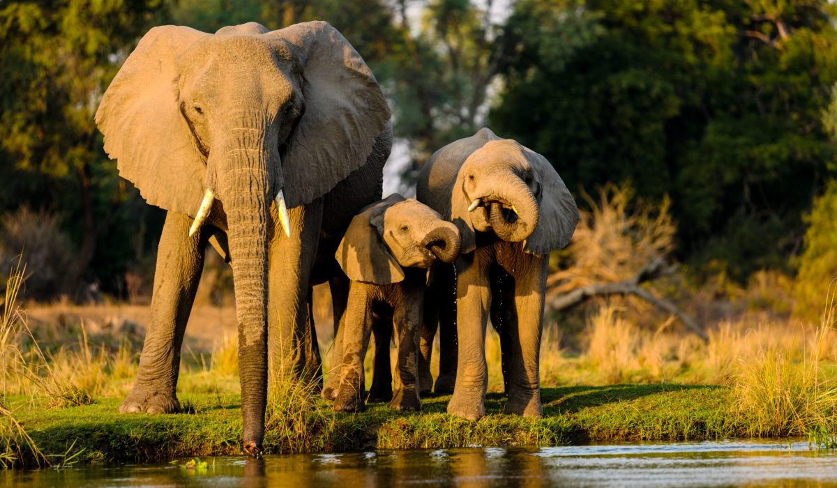A closeup shot of elephants standing near the lake at sunset