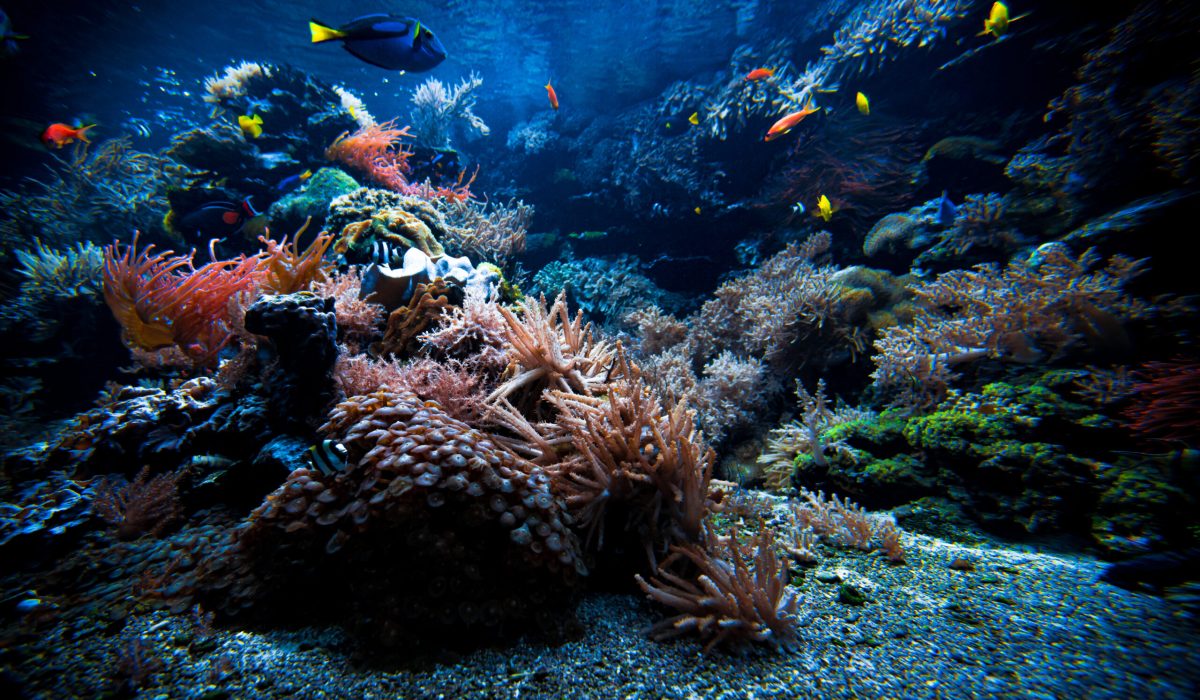 Colorful Tropical Reef Landscape. Life in the ocean
