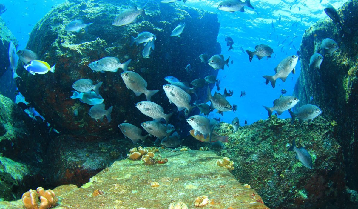 coral-reef-and-tropical-fish-underwater-in-ocean-2026-01-09-14-24-00-utc