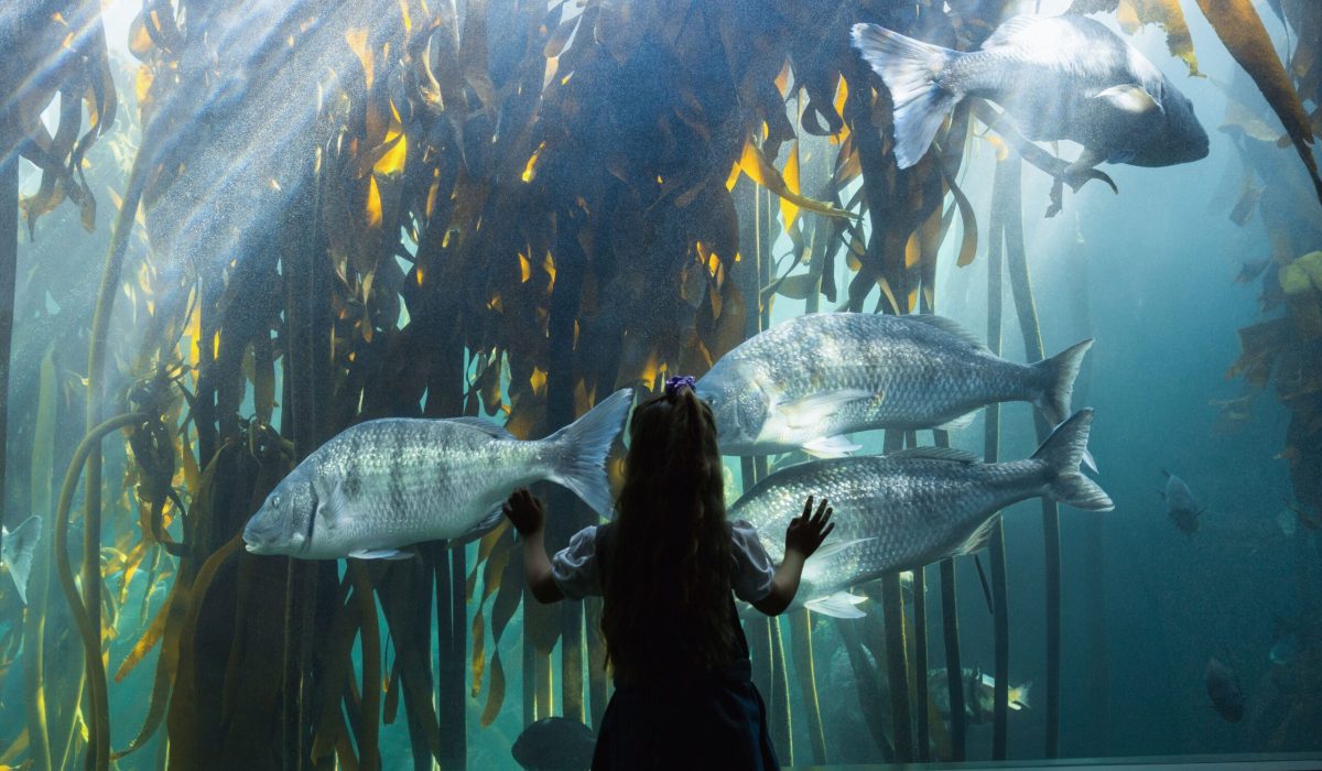 Female child pressing against aquarium glass in kelp exhibit while watching silver fish swimming. Aquarium, aquatic, underwater, marine, exploration, wonder, vibrant
