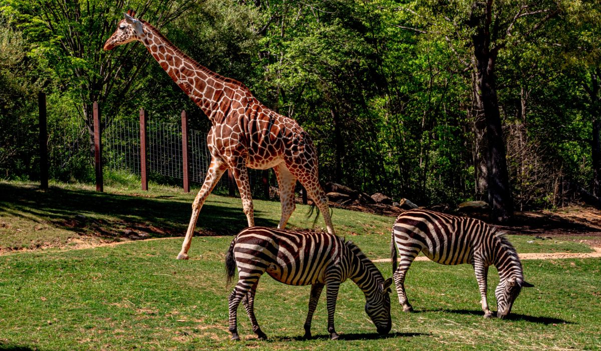 giraffe-and-zebras-at-the-nc-zoo-2026-01-08-22-20-39-utc