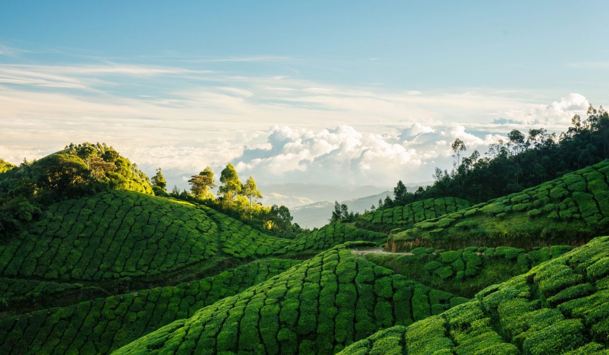 Green tea plantation hills with blue sky on background in Munnar, Kerala, India. Kolukkumalai tea estate point shooting. Kerala, Tamilnadu, India