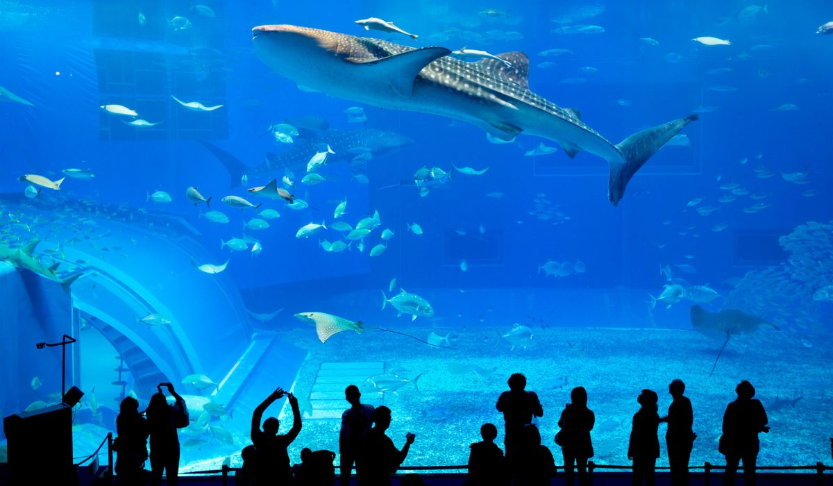Silhouettes of people and giant whale shark in Oceanarium